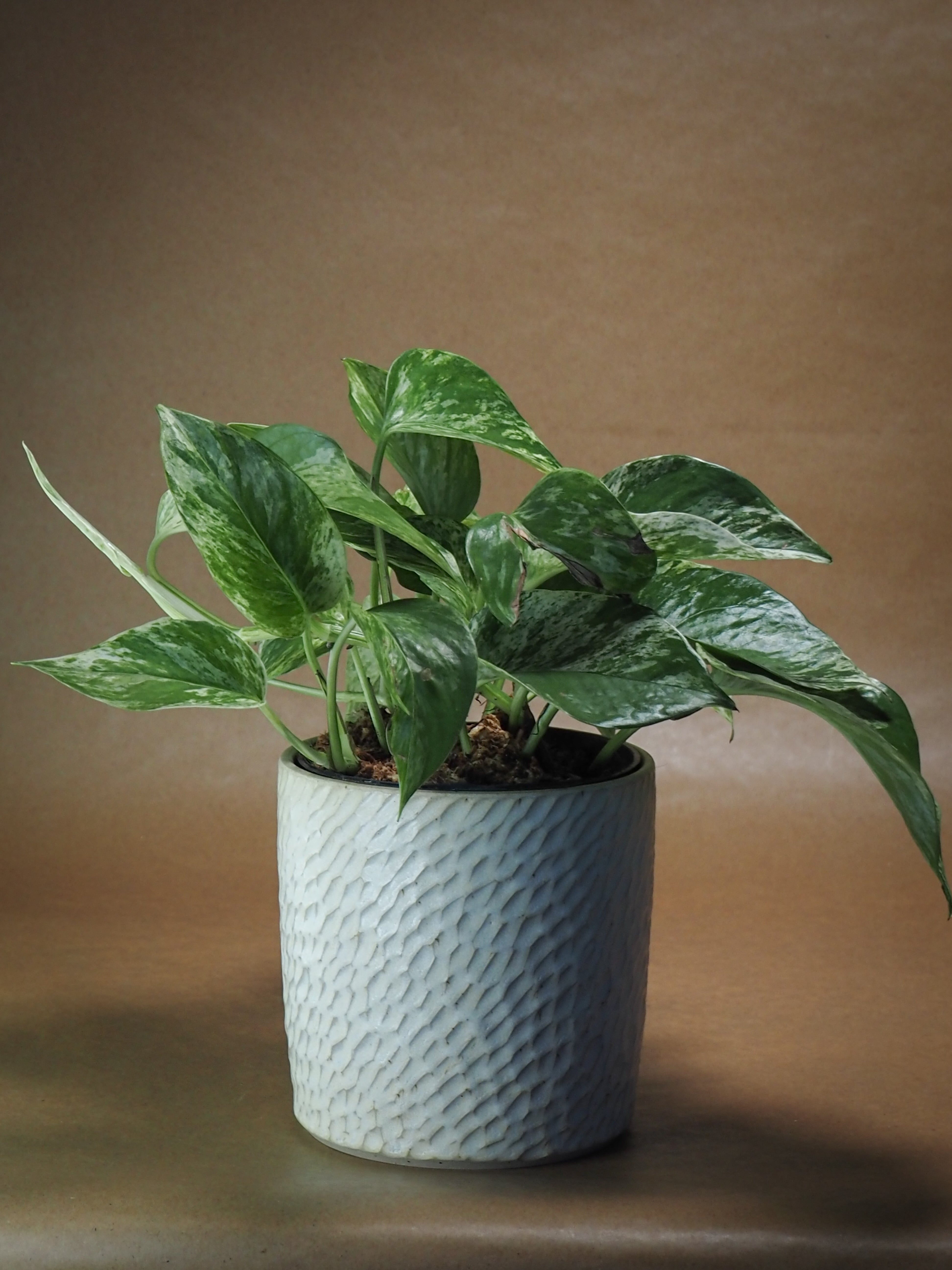 BLOMKRUKA